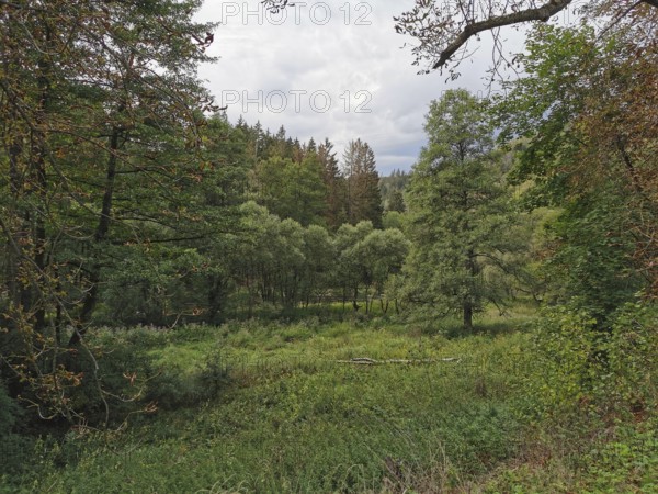 Wide green forest landscape with cloud-covered sky in soft colors, Thuringian Forest nature park