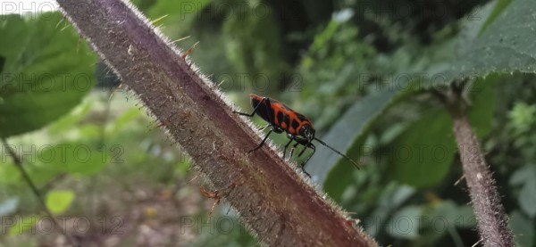 A close-up of a fire bug (pyrrhocoridae) on a thorny plant stalk, Thuringian Forest nature park