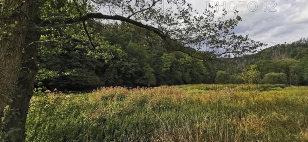A meadow within a forest, surrounded by trees and a quiet atmosphere, Thuringian Forest nature park