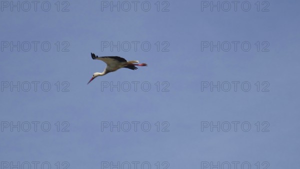 A stork (ciconia) flies in the clear blue sky, symbolising freedom and closeness to nature,
