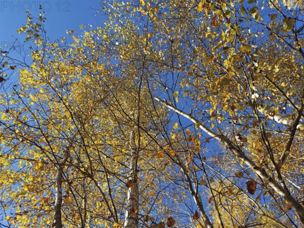 Autumn trees with thick yellow leaves that rise into the sky, Frankenwald nature park Park