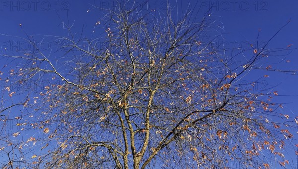 Bare branches of a tree with a few remaining leaves against an autumnal blue sky, Frankenwald