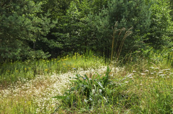 Picturesque landscape and vegetation in the Königsbrücker Heide Nature Reserve, former Soviet Army