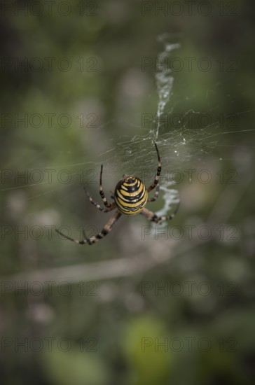 Specimen of the wasp spider, Argiope brünnichi, in a nature reserve, Königsbrücker Heide, Saxony,