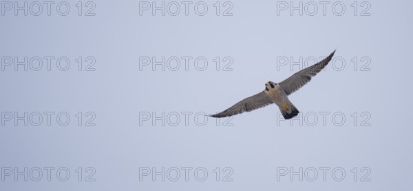 Free-living peregrine falcon (Falco peregrinus) in flight, Buenos Aires, Argentina