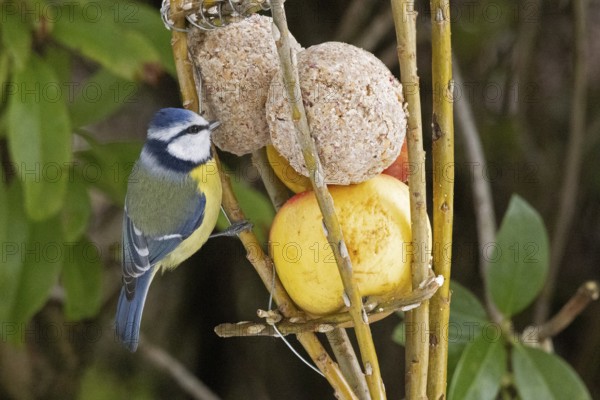 Blue tit (Cyanistes caeruleus) eating tit dumplings, Sieversen, Rosengarten, Lower Saxony, Germany
