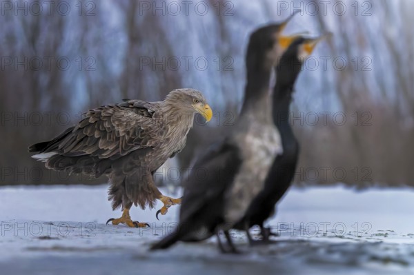 White-tailed eagle (Haliaeetus albicilla) adult bird on the water and on the ice, hunting,