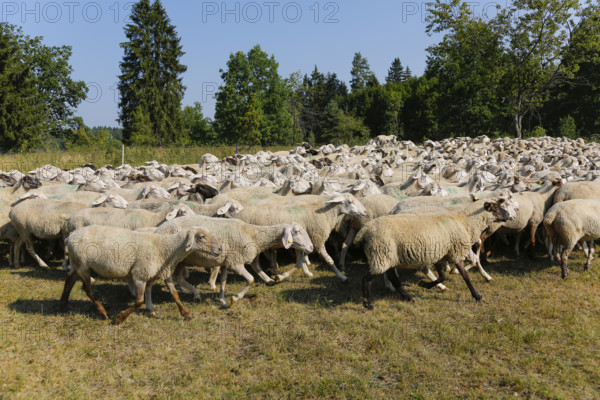 Sheep (Ovis), Fauser sheep farm, landscape conservation, mammals, herd, Pfronstetten, Swabian Alb,