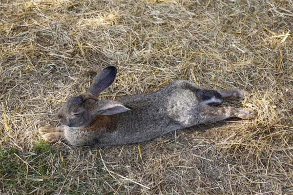 Domestic rabbit (Oryctolagus cuniculus forma domestica), hare lying in straw, Berghülen, Swabian