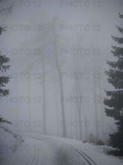 Curved foggy forest trail that is lined with tall trees and looks twilight, mystical, Rennsteig,