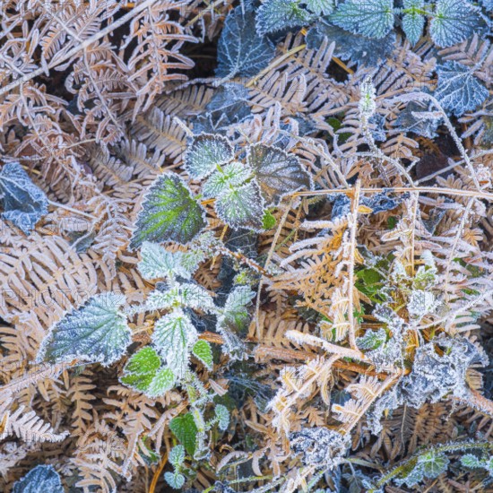 View of frozen bracken fern (Pteridium aquilinum) and stinging nettles (Urtica), Wehden, Cuxhaven,