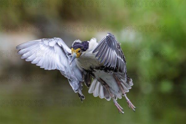 A male ruff (Calidris pugnax) in flight. Northern Poland