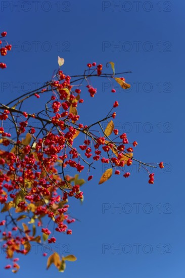 European monkshood (Euonymus europaeus), flowering shrub, red flowers in autumn, blue sky,