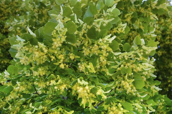 Lime blossoms of the lime tree (Tilia), summer lime tree, medicinal plant, remedy, household