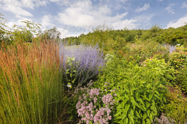 Grasses, blue rue (Perovskia atriplicifolia), silver shrub, silver perovskia, purple flowers,