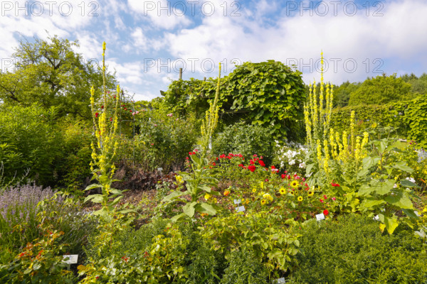 Mullein (Verbascum), climbing plants at the back, various plants, bed, Botanical Garden of the