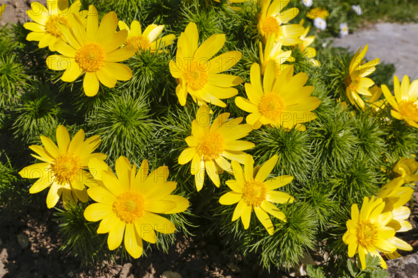 Adonis (Adonis), Ranunculaceae, yellow flowers, Botanical Garden of the University of Ulm,