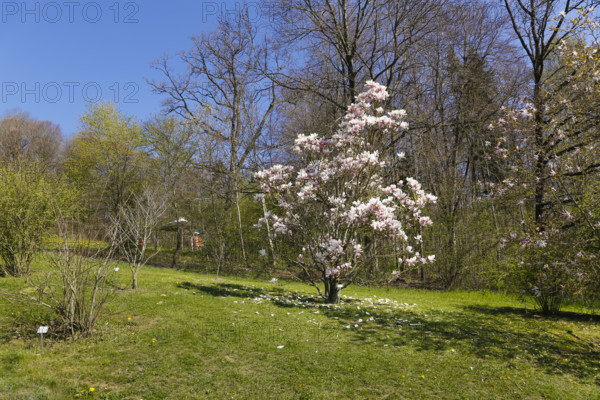 Magnolia, magnolia tree, ornamental shrub, spring bloomer, white flowers, pink-coloured, in the