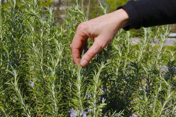 Rosemary (Salvia rosmarinus), herb garden, apothecary garden, Frauenhand, Botanical Garden of the
