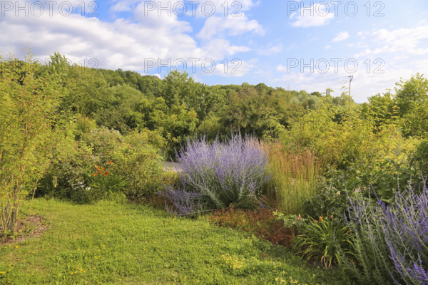 Blue rue (Perovskia atriplicifolia), silver bush, silver perovskia, purple flowers, filigree shrub,