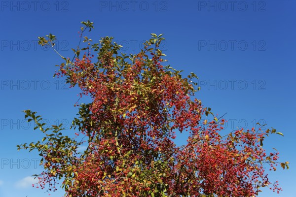 European monkshood (Euonymus europaeus), flowering shrub, red flowers in autumn, blue sky,