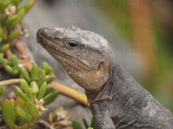 Close-up of a Gran Canaria giant lizard (Gallotia stehlini) next to green vegetation, the head