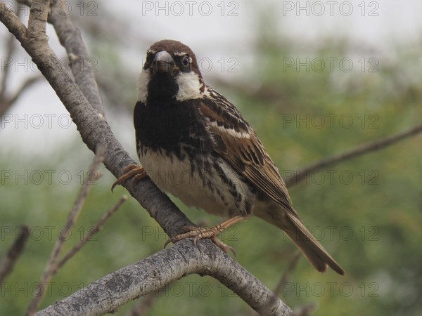A sparrow, willow sparrow (Passer hispaniolensis), curiously observing the surroundings from a