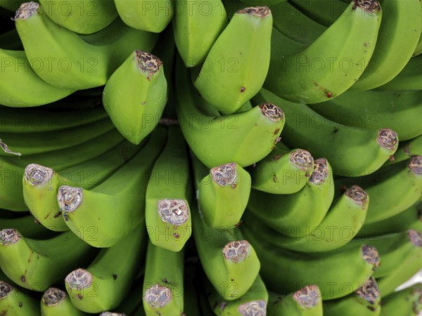 Detailed view of green Canary bananas (Musa acuminata colla) with visible fruit structure, La