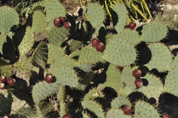 Group of green cactus leaves with red fruits and spines, prickly pear cactus (Opuntia