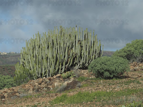 Large cactus, Canary Island spurge (Euphorbia canariensis), in a dry, rocky landscape under a