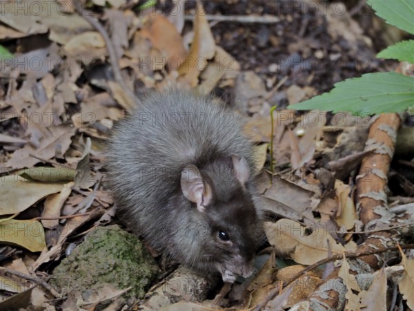 Norway rat (Rattus norvegicus) with thick fur hiding in the forest floor, La Palma, Canary Islands,