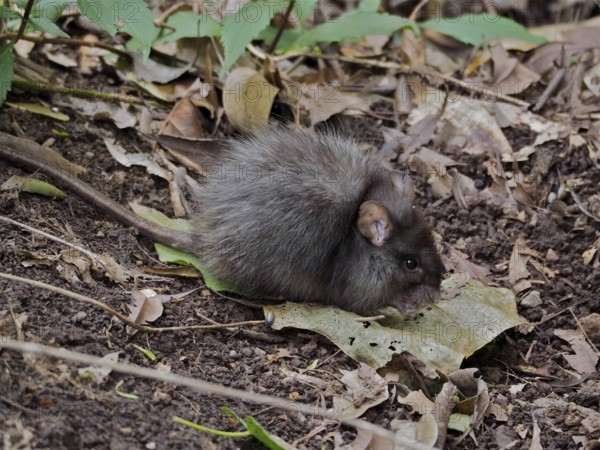 A Norway rat (Rattus norvegicus) with fuzzy fur exploring the forest floor, La Palma, Canary