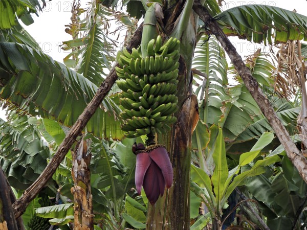 Banana bunch of Canary banana (Musa acuminata colla) surrounded by large green leaves of a banana