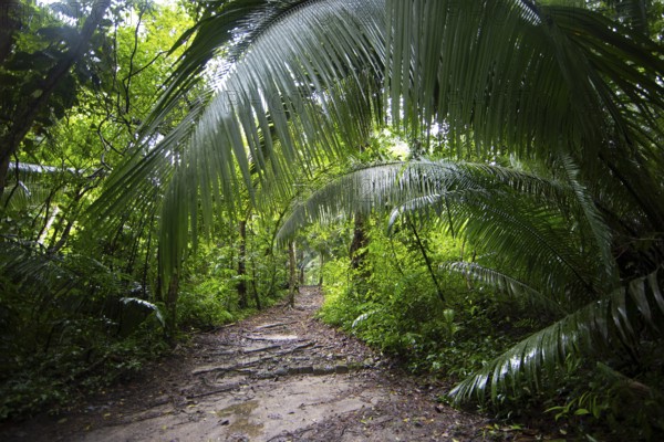 Trail through the rainforest or jungle at the Seibal or El Ceibal Archaeological Site, Mayan Ruined