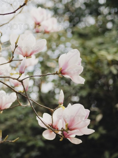 Magnolia tree with light pink blossoms against a soft bokeh background