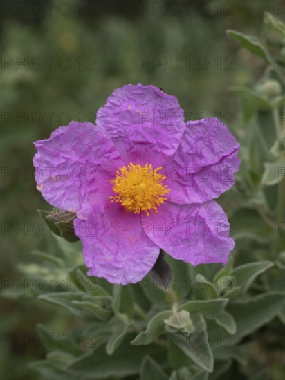 Pink petals with a bright yellow stamen cluster creating a soft floral display