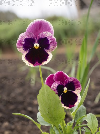 Purple and cream pansy flowers blooming in a garden bed with fresh green leaves