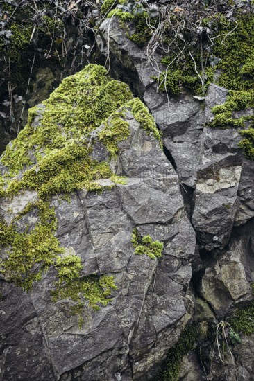 Volcanic rock, phonolite rocks, Klingstein at the Mägdeberg Hegauvolcano covered with moss, Hegau,