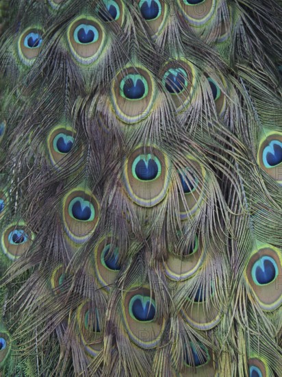 Colourful peacock feathers of Scalloped ribbonfish (Pavo cristatus) with a distinct eye pattern,