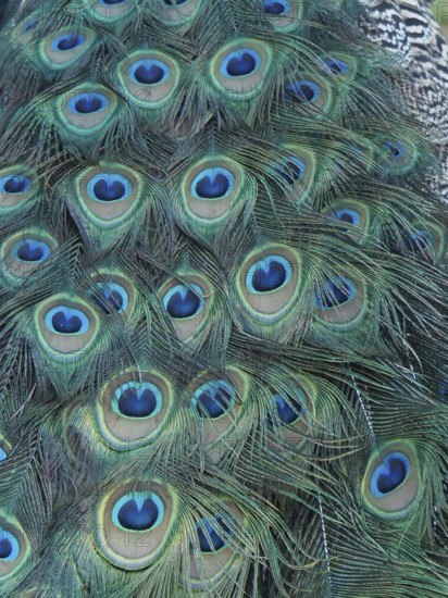 Detailed close-up image of the colourful peacock feathers of Indian peafowl (Pavo scalloped