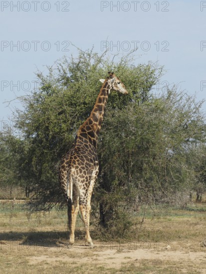A giraffe, southern giraffe (Giraffa giraffa wardi), standing next to a tree in the vast savannah,