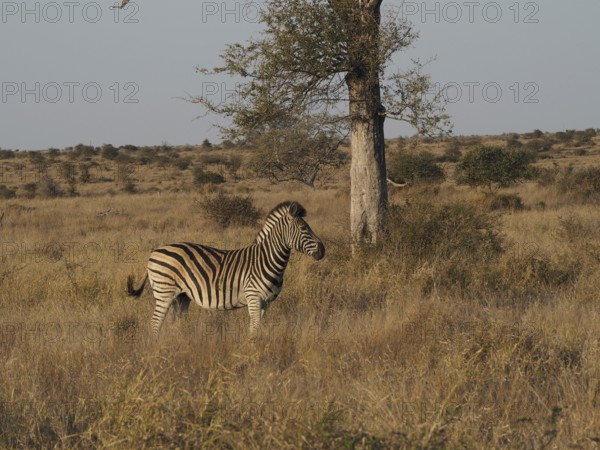 A single Burchell's zebra (Equus quagga burchellii) stands next to a tree in a wide grassy