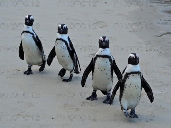 Four penguins, spectacled penguins (Spheniscus demersus), marching together across a sandy beach,