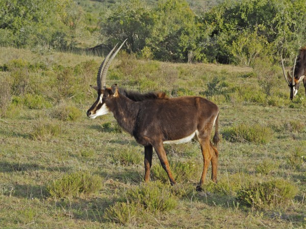 Antelope with long horns, sable antelope (Hippotragus niger), standing at attention in the open
