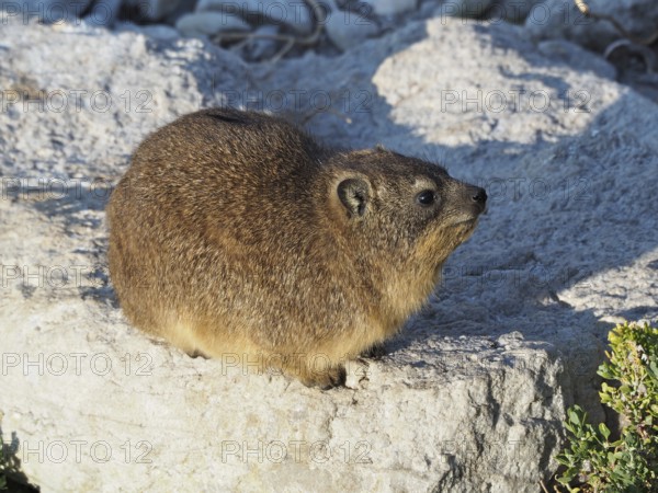Small rock hyrax (Procavia capensis) with brown fur sitting on a sunlit rock, Hermanus, Western