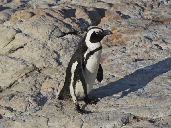 A black and white penguin, spectacled penguin (Spheniscus demersus) stands on rocky ground in the