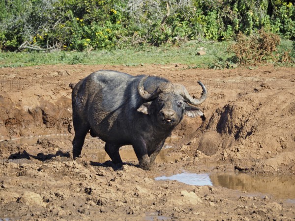 A Cape buffalo (Syncerus caffer) stands in a muddy waterhole in the savannah, surrounded by nature,
