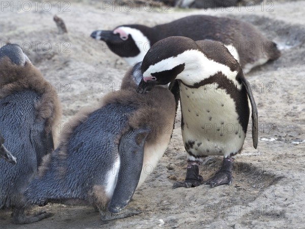 An adult penguin, spectacled penguin (Spheniscus demersus), lovingly preens a chick, accompanied by