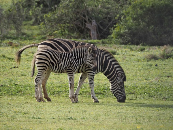 Two zebras, plains zebra (Equus quagga), mother and young, foal, grazing peacefully side by side on