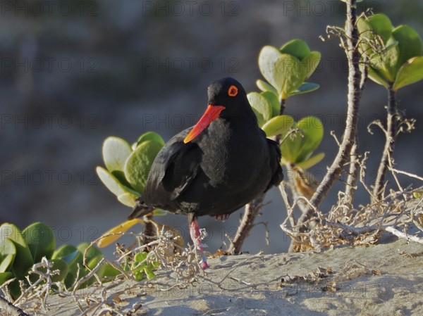 A black bird with a bright beak, African oystercatcher (Haematopus moquini), standing on sandy